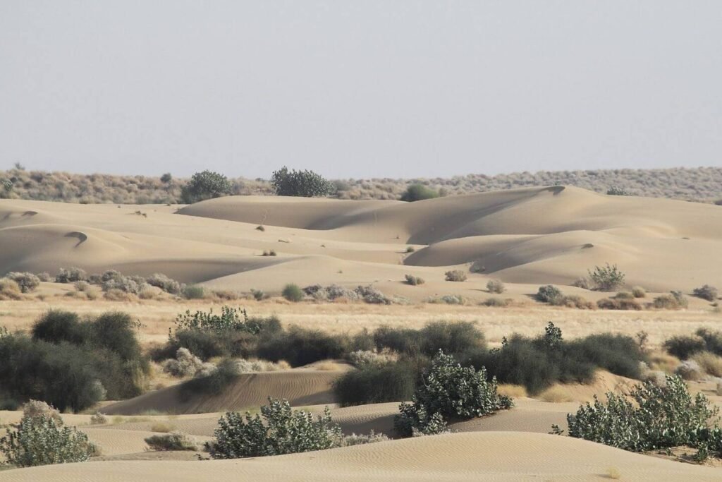 Desert National Park in Jaisalmer