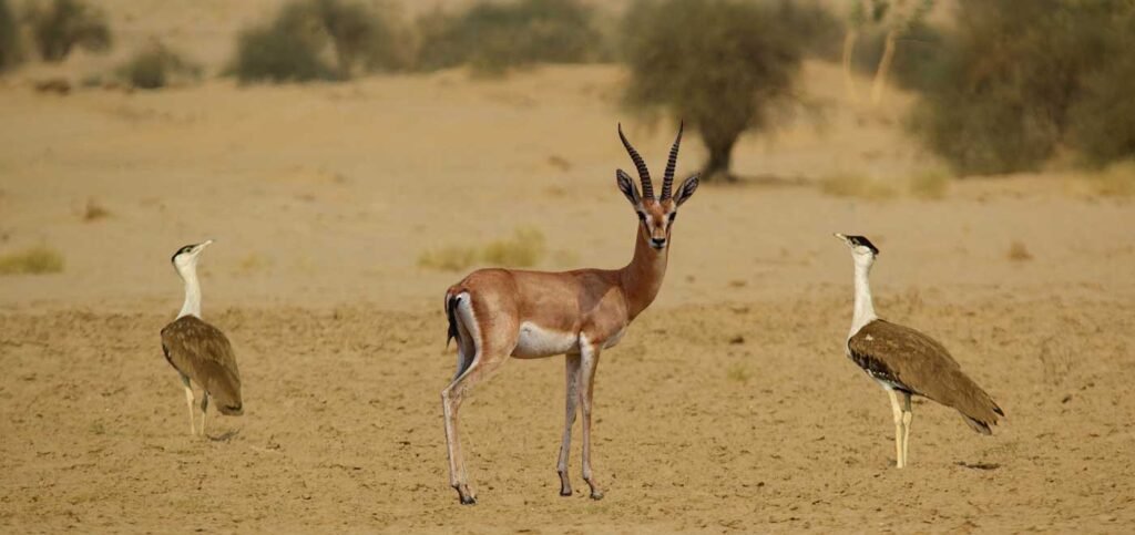 Desert National Park in Jaisalmer