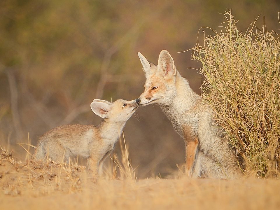 Desert National Park in Jaisalmer