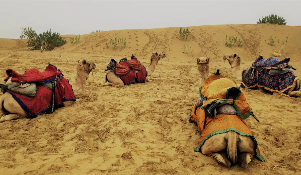 Sam Sand Dunes Jaisalmer