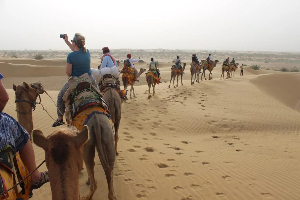 Camel Safari